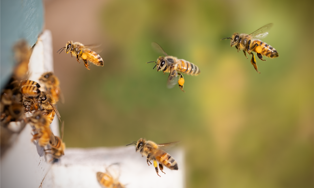 Bienen (c)Pixabay