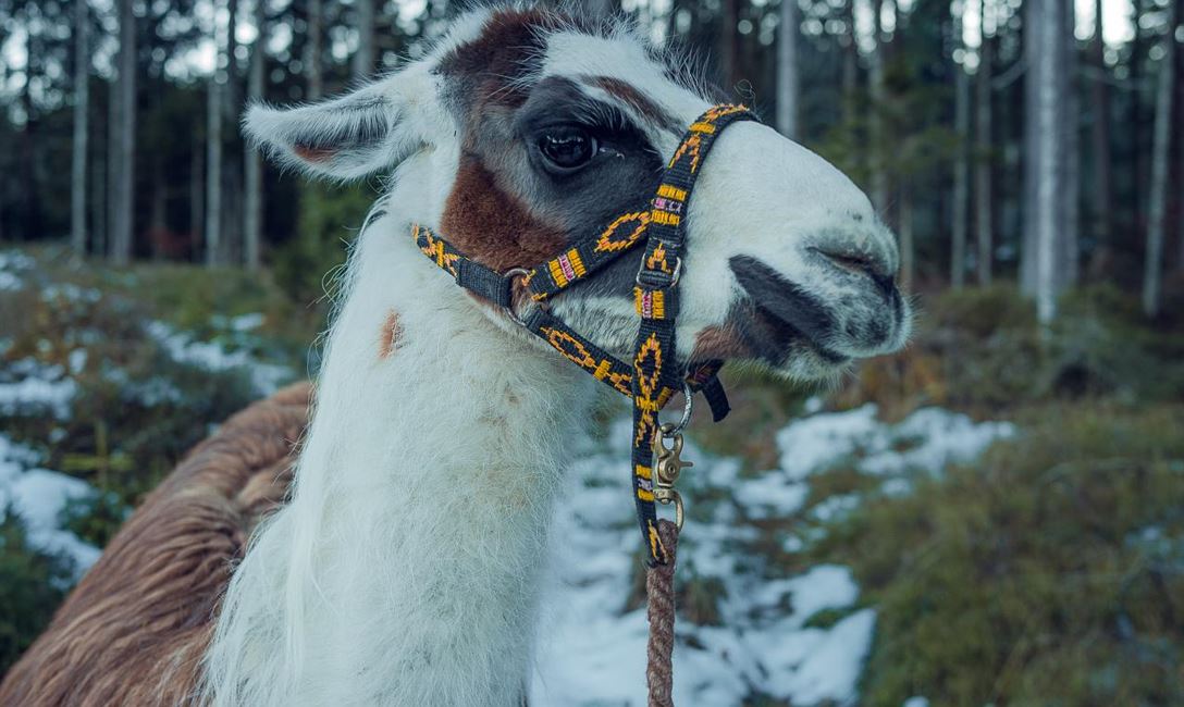 Lama @Annamaria Klocker