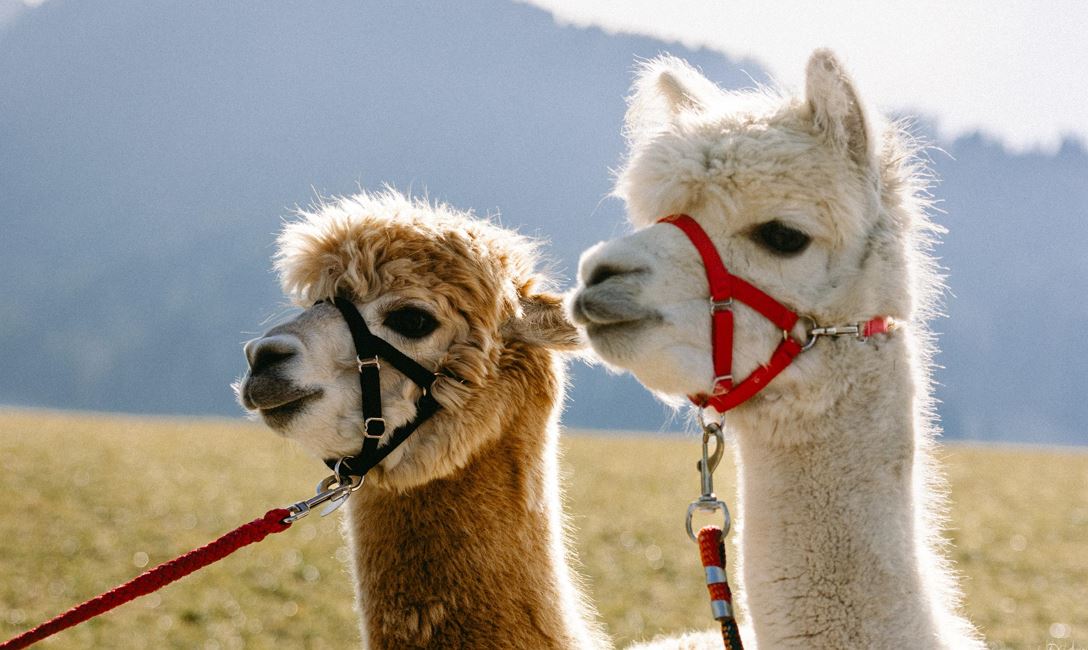 Alpaka (c)Nicklas Walther Fotografie