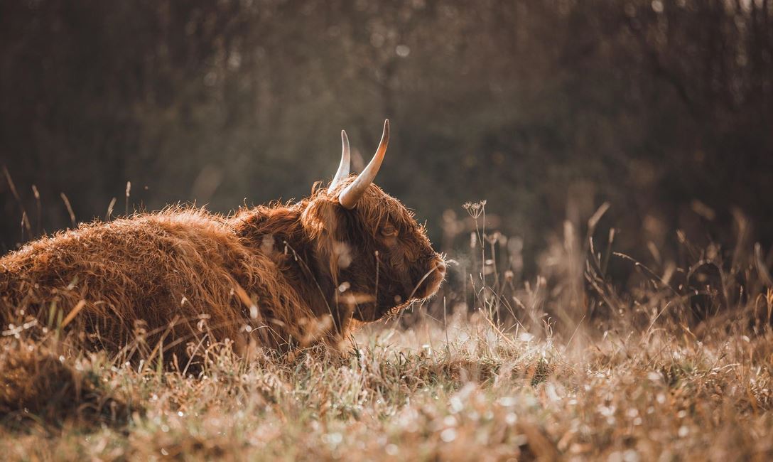 Yak (c)Pixabay