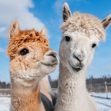 Alpaca wandeling in Angerberg