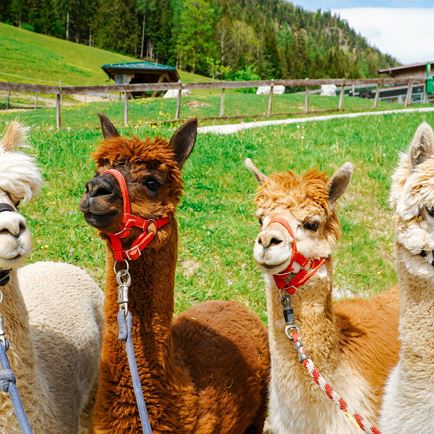 Alpaca Wandeling rond de Hundsbichl Alm
