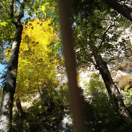 ‘Forest bathing’ – experience moments of happiness with Anneliese Höfer