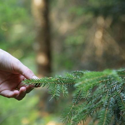 Cosy hike with forest bathing