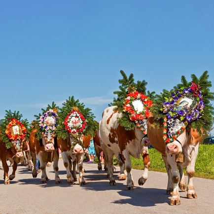 'Hoamfohrafestl' alpenweide in Angerberg