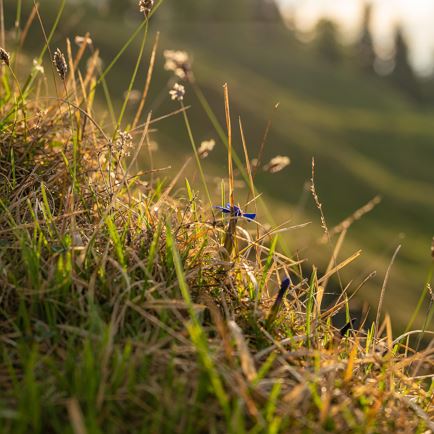 Wandeling naar het geluid van de harmonica