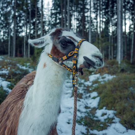 Winterliche Entdeckungsreise mit Esel und Lamas