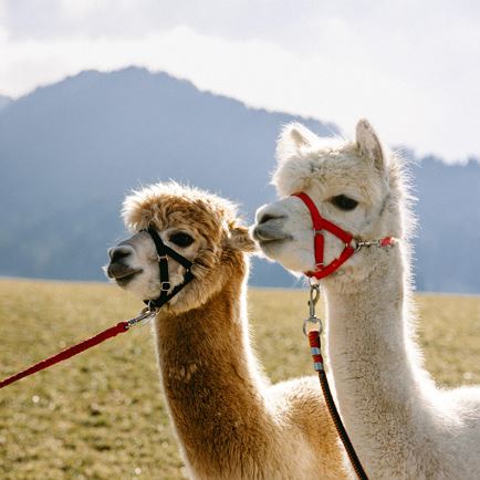 Alpaca hike in Itter