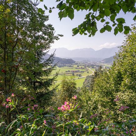 Immune booster forest