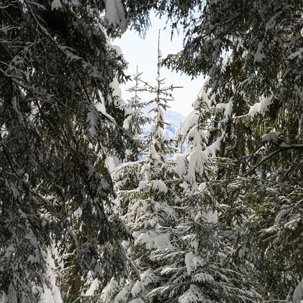 Waldzeit - essbare Natur im Winter