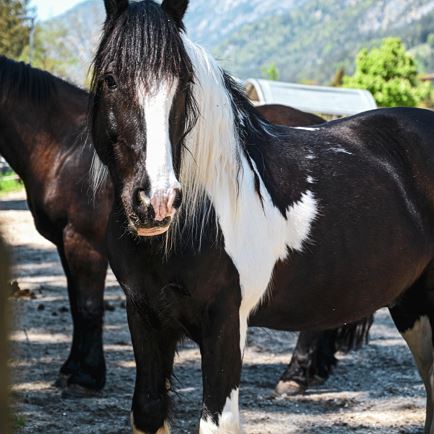 Horse riding lessons for young and old