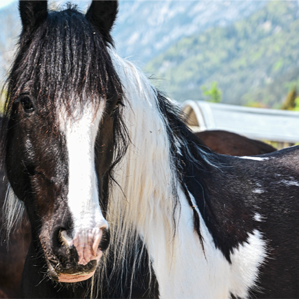 Horse riding lessons for young and old