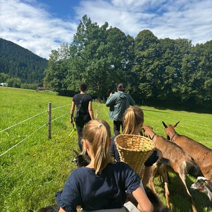 Auf Schatzsuche mit Nicos Ziegenbande