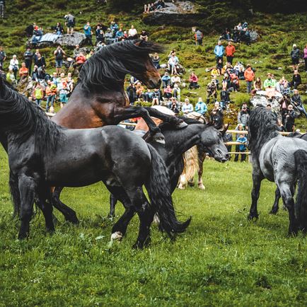 Hengstauftrieb auf die Stallbachkaralm