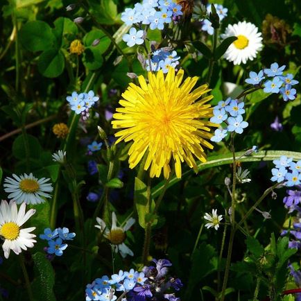 Kräuterweihe - Maria Himmelfahrt