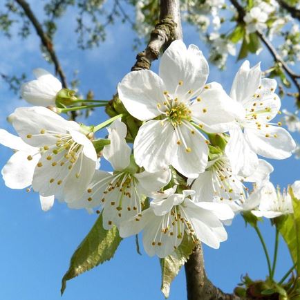 'Maiblasen' of the local brass band