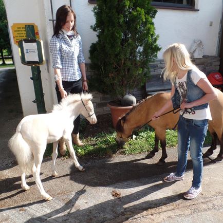 Breed show