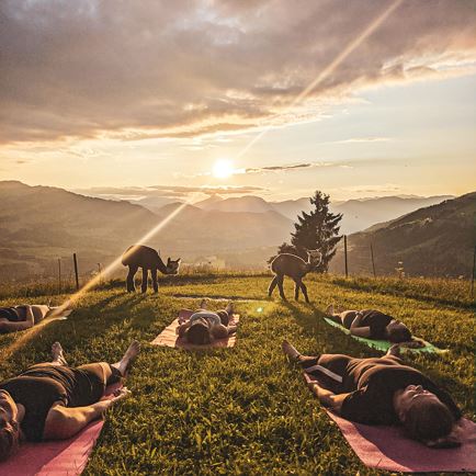 Alpaka Yoga