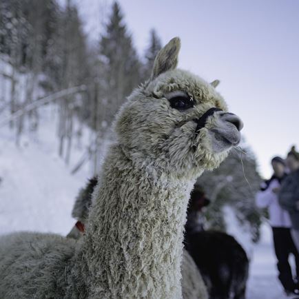 Alpacawandeling in Westendorf