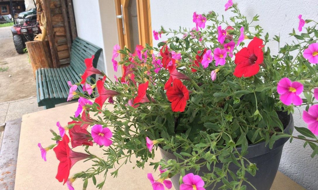 Eingang mit Blumen 2020-08