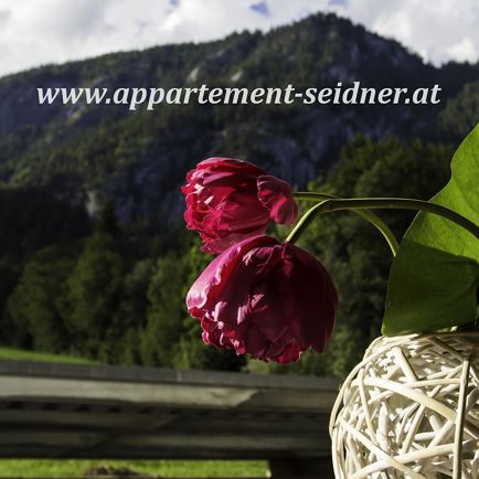 Appartement Seidner 2