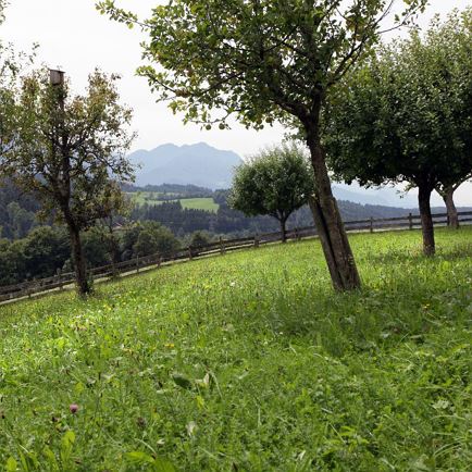 Hof Lettenbichl Sommer