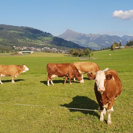 Kühe vorm Bauernhof