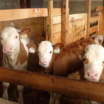 Kälber im Stall