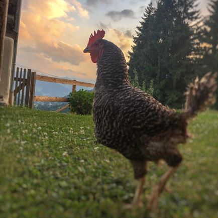 Huhn