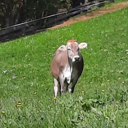 Unser Braunvieh