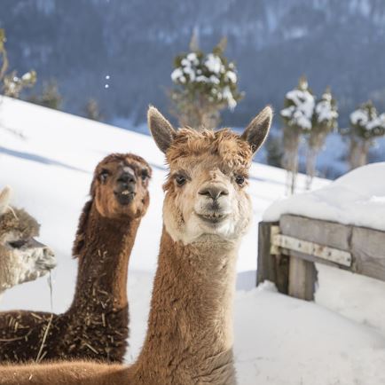 Der-Laerchenhof_Hundsbichl_Winter-03_2000px-300dpi