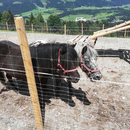 Pony 2