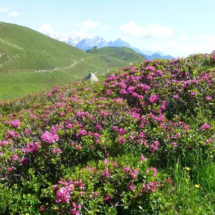 Almrosenblüte