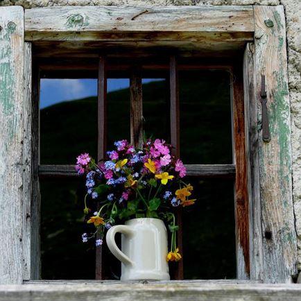 Wiesenblumen