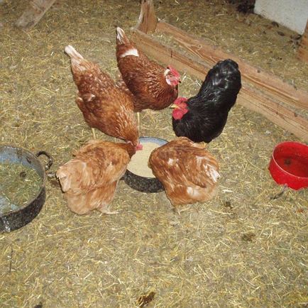 Sissi, Lara, Sara und Susi