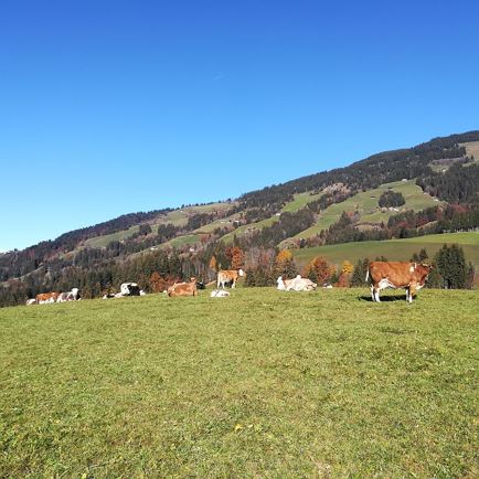 Tierwohl am Schusterhof