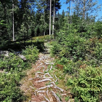 Wanderweg von Geelinks Hütte zur Möslalm