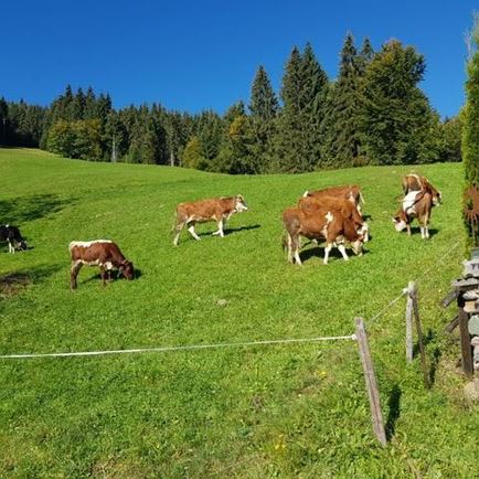 Kühe