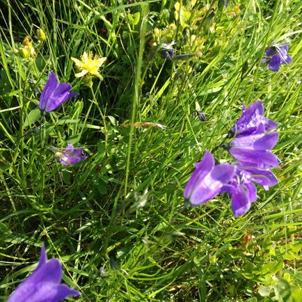 Blumenwiese 1