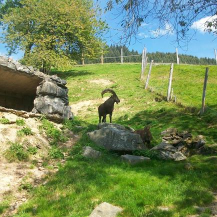 Wildpark Aurach