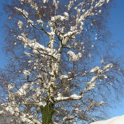 Winter Appartement  Lorenz St. Johann