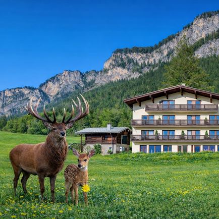 Berghof Haselsberger Appartements