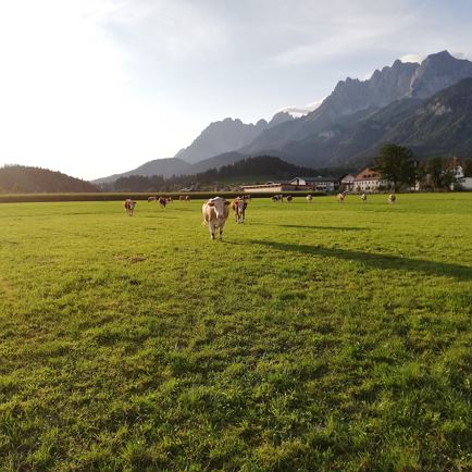 Biohof Stiedler St. Johann in Tirol