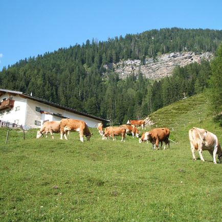 Almen, Grieswirt St. Johann in Tirol