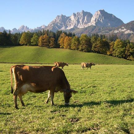 Kernerbauer St. Johann in Tirol