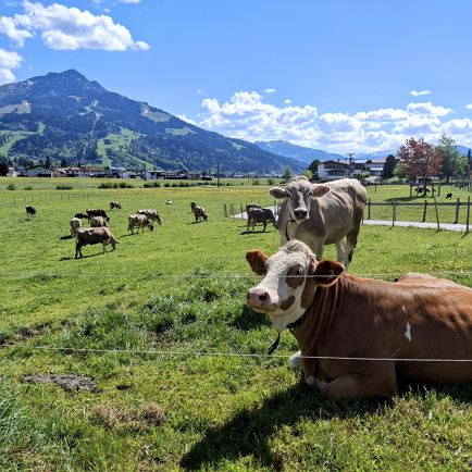 unsere Kühe direkt neben Garten