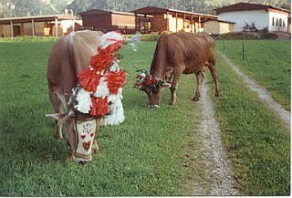 Beim Almabtrieb