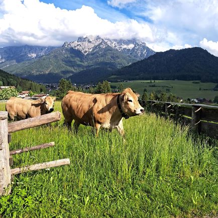 Unsere Aubrac Kalbinnen
