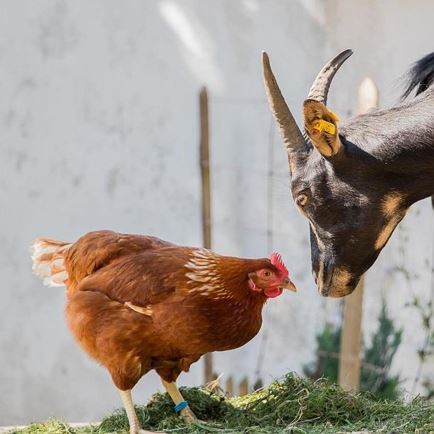 Tiere am Hof