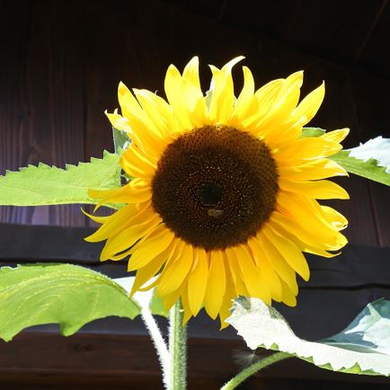 Sonnenblume